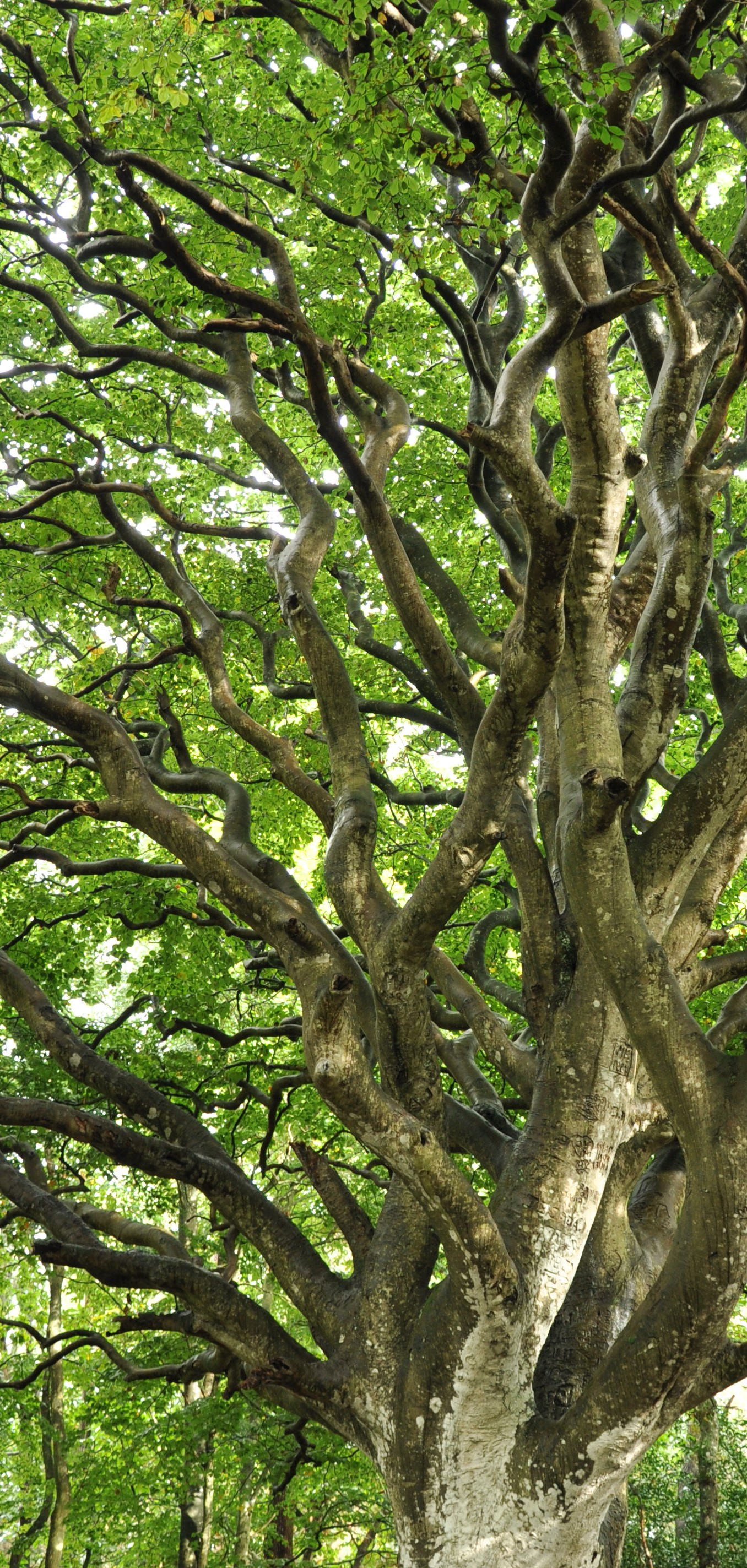 beech kervinhy